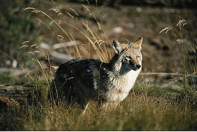 《鬼武者2复刻版》新视频 介绍织田信长杂贺孙市等